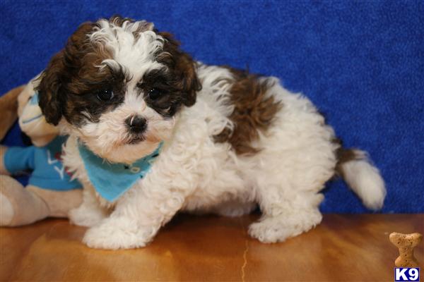 mixed breed shih tzu and bichon